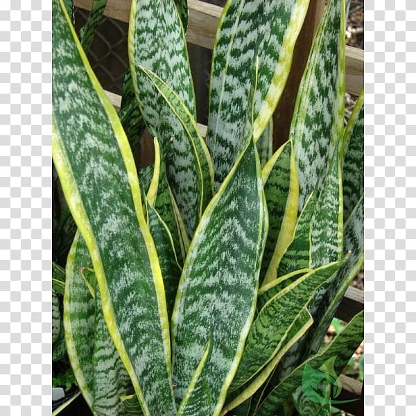 Viper\'s bowstring hemp Houseplant care Medicinal plants, sao jorg transparent background PNG clipart