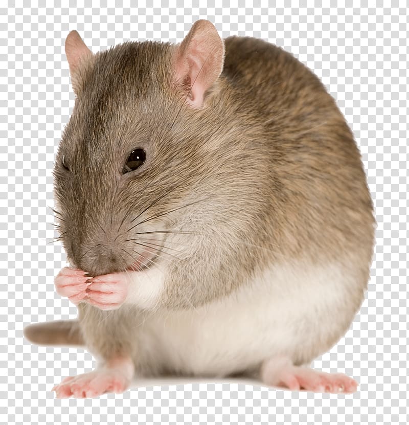 Mouse Brown rat Pro Co Sound RAT2 , rats pests transparent background PNG clipart