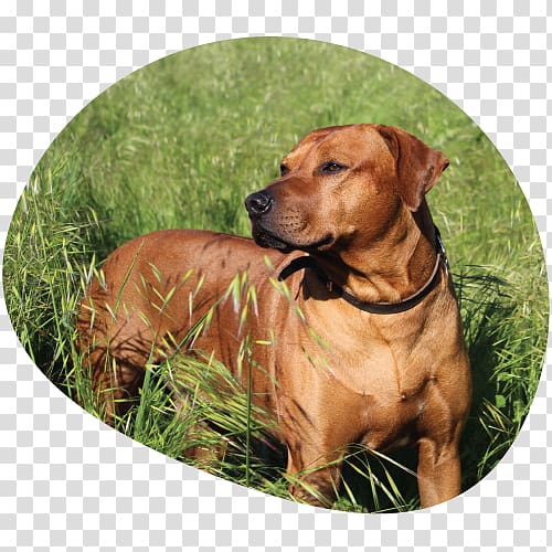 Rhodesian Ridgeback Black Mouth Cur Redbone Coonhound 2018 Couleur Café Dog breed, Croquettes transparent background PNG clipart