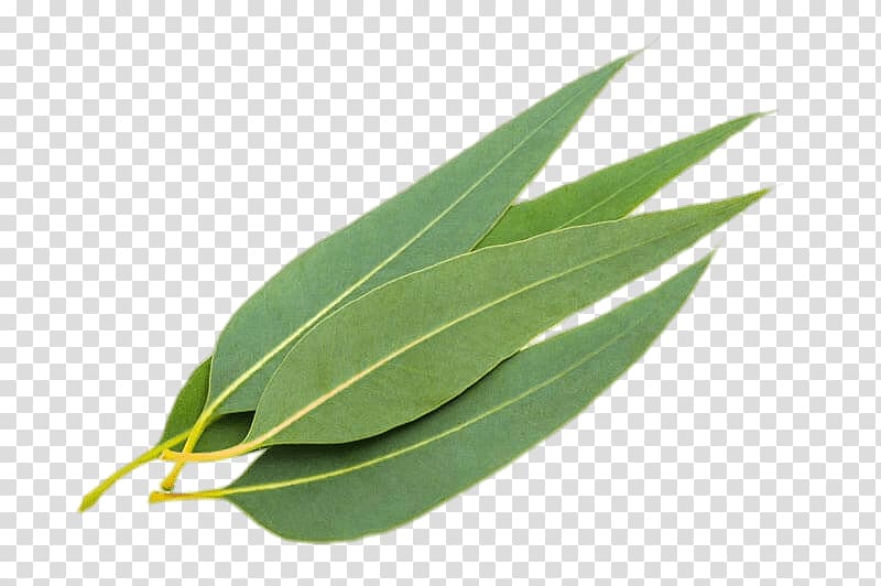 four green leaves, Eucalyptus Leaves transparent background PNG clipart