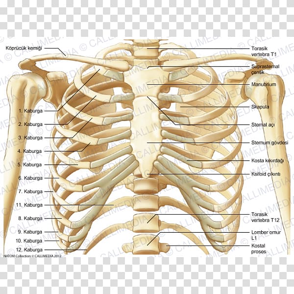 Thorax Anatomy Bone Neck Rib cage, Skeleton transparent background PNG clipart