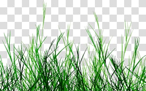 grass transparent background PNG clipart thumbnail
