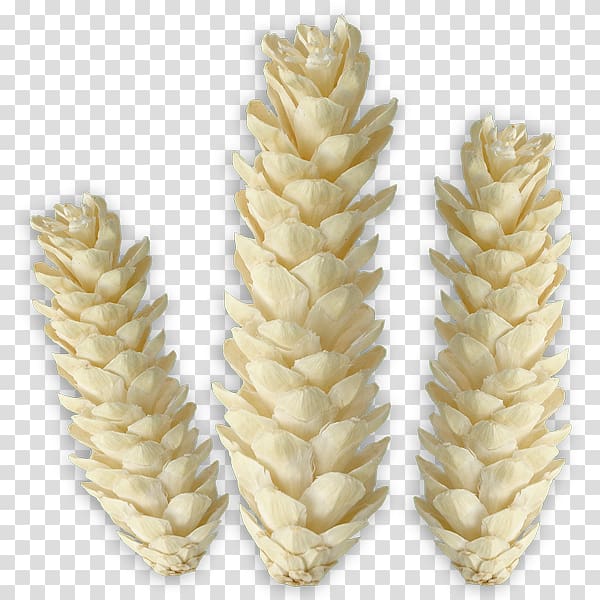 Emmer Sprouted wheat, rhapis excelsa transparent background PNG clipart
