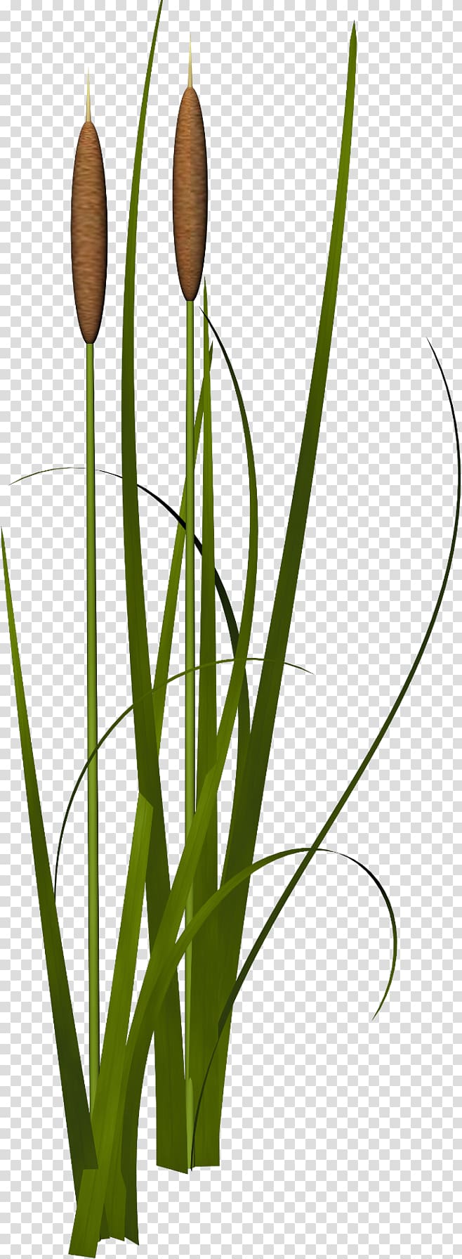 Reed Icon, Grass,leaf,green,reed transparent background PNG clipart