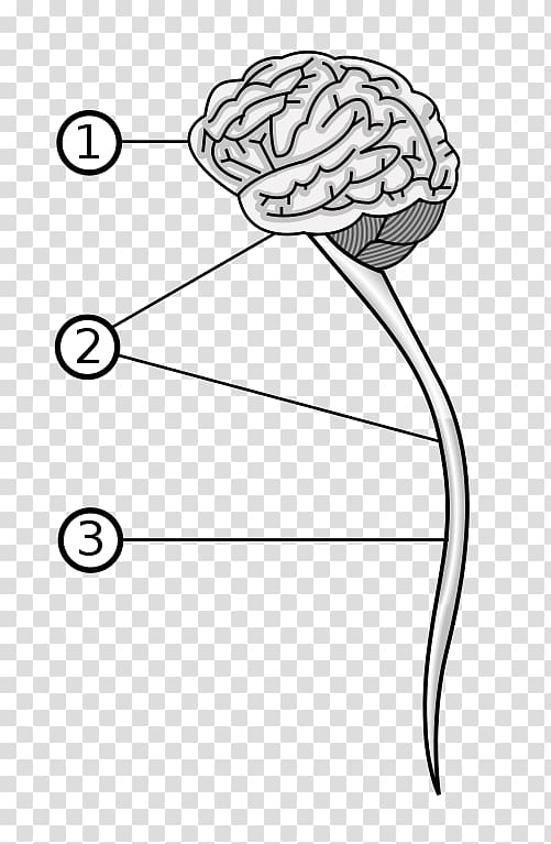 Vertebrate Central nervous system Brain Peripheral nervous system, nervous system transparent background PNG clipart