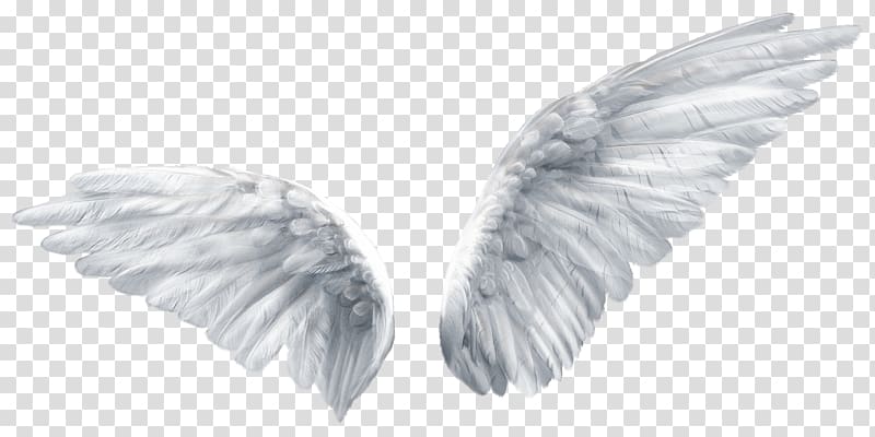 Wing Butterfly Angel , Angel wings, wings illustration transparent background PNG clipart