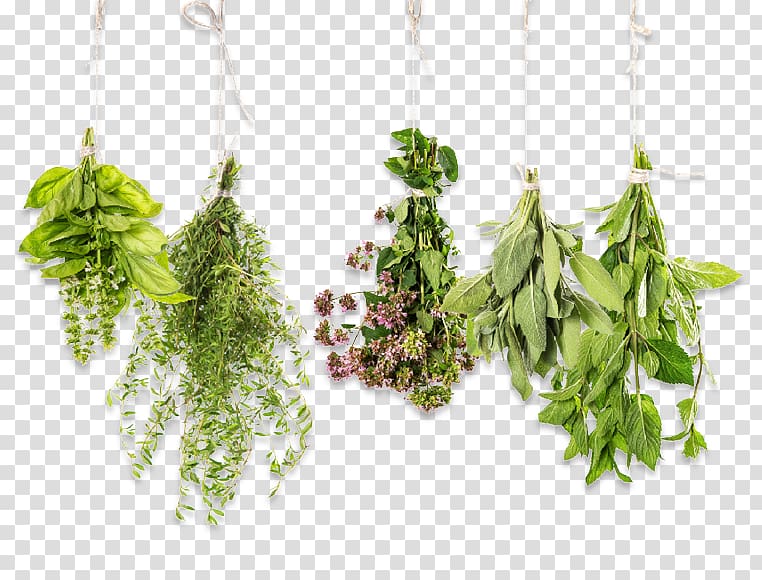 Herb Essential oil Aromatherapy Thyme , herb bouquet transparent background PNG clipart