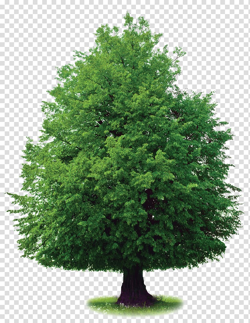 Tree , money tree transparent background PNG clipart