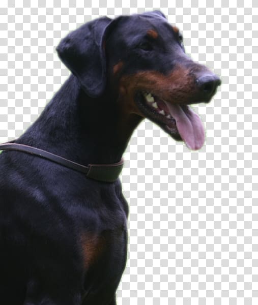 Dobermann Manchester Terrier German Pinscher Polish Hunting Dog Dog breed, Work Like A Dog Day transparent background PNG clipart