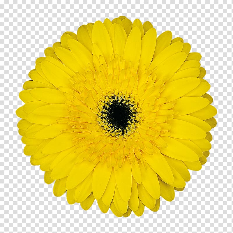 Transvaal daisy Common daisy Yellow Flower, amulet transparent background PNG clipart