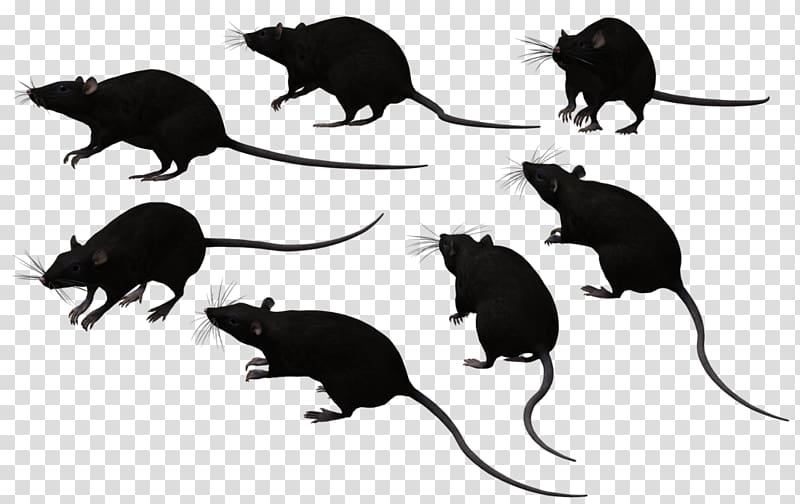 Murids Mouse Black rat Rodent, rat transparent background PNG clipart