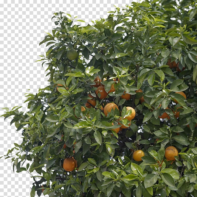 lush orange trees transparent background PNG clipart