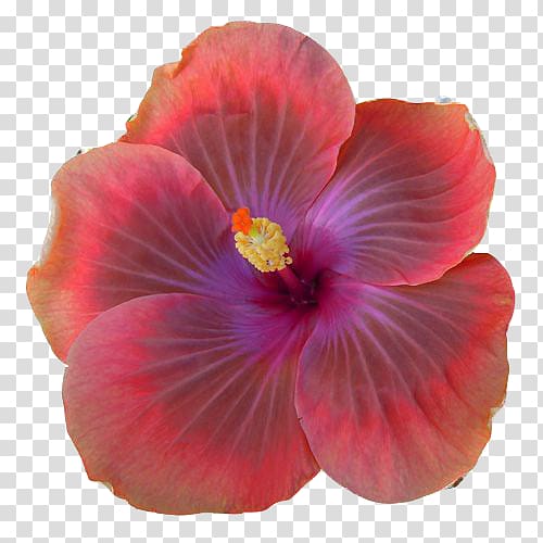 Shoeblackplant Hibiscus tea Portable Network Graphics 0 April, hibisco transparent background PNG clipart