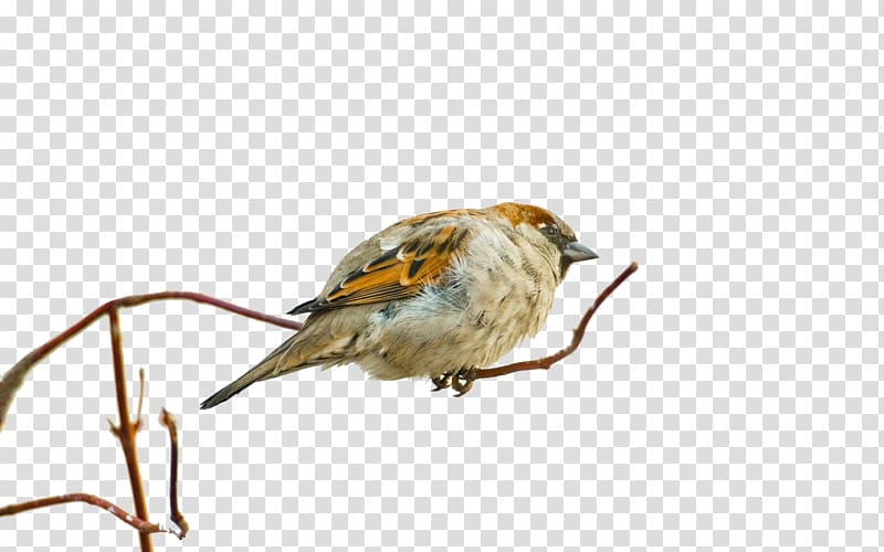 Bird Eurasian tree sparrow Desktop environment , A sparrow transparent background PNG clipart
