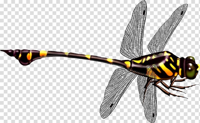 black and yellow dragonfly illustration, Dragonfly Icon, dragonfly transparent background PNG clipart