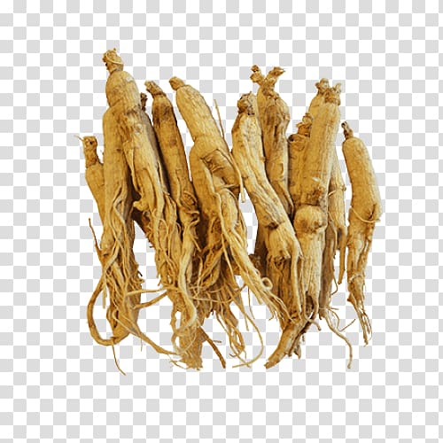 ginseng lot, Female ginseng Asian Ginseng American ginseng Herbalism, root transparent background PNG clipart