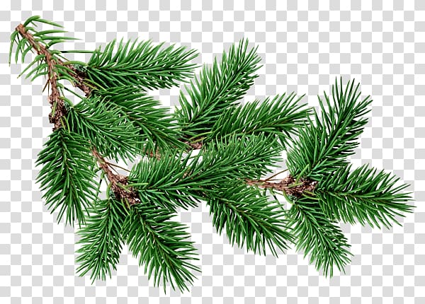 Fir Pine Christmas tree, christmas tree transparent background PNG clipart