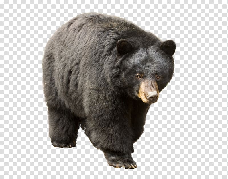 black bear art, Florida black bear Cougar Polar bear Louisiana black bear, bear transparent background PNG clipart