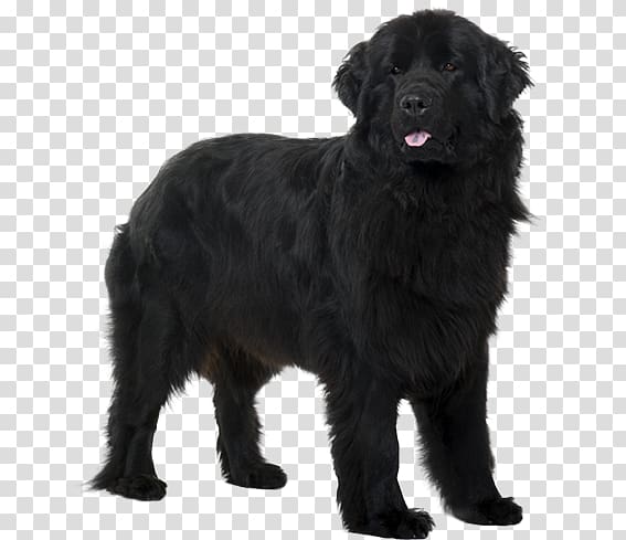 flat coated retriever newfoundland mix