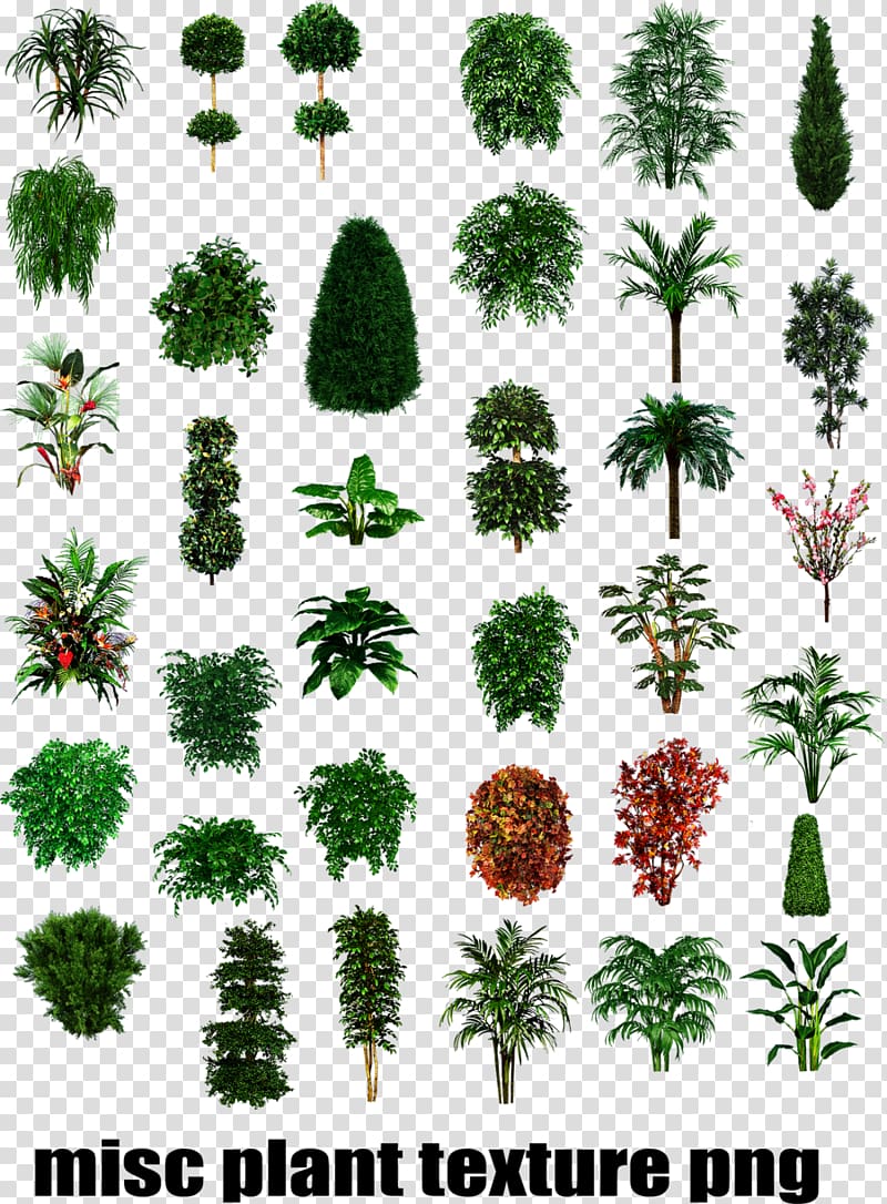 Tropical Plant Types Shrub Tree, plant transparent background PNG clipart
