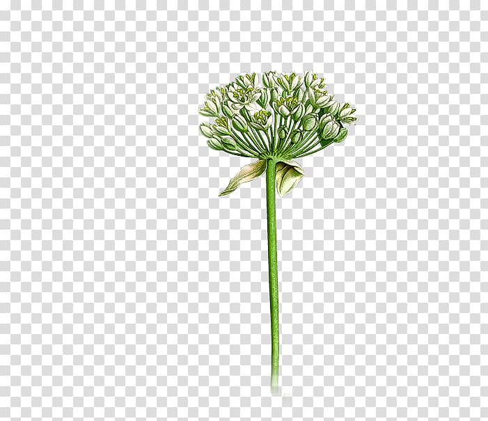 Herb Cheeses German chamomile Cut flowers Yarrow, Allium transparent background PNG clipart
