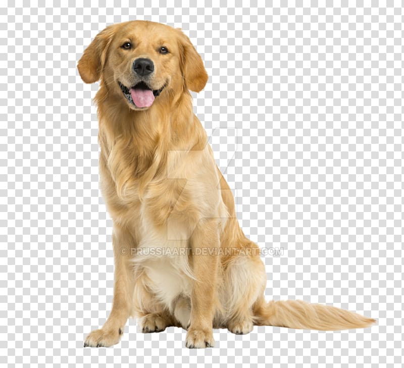 adult golden Labrador retriever, The Complete Golden Retriever Handbook: The Essential Guide for New and Prospective Golden Retriever Owners Standard Schnauzer Golden Retriever Training Book: the Simple Step-By-step Guide to Golden Retriever Puppy Training: Training Includes Fetch, Sit,, dogs transparent background PNG clipart
