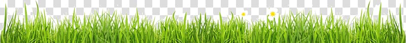 white flowers illustration, Wheatgrass Green Plant stem Computer , Grass transparent background PNG clipart