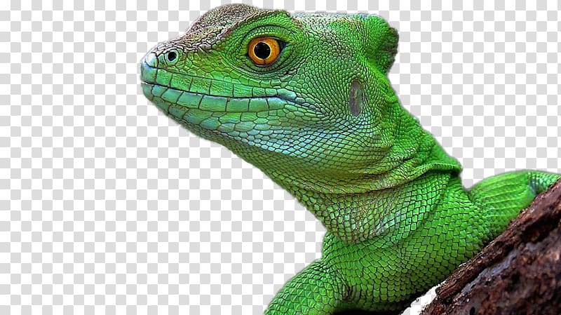 Lizard Reptile Chameleons Common Iguanas Desktop , lizard transparent background PNG clipart