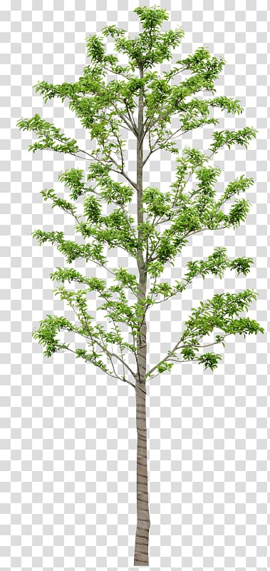 Tree Larch Painting Spruce, Zi transparent background PNG clipart