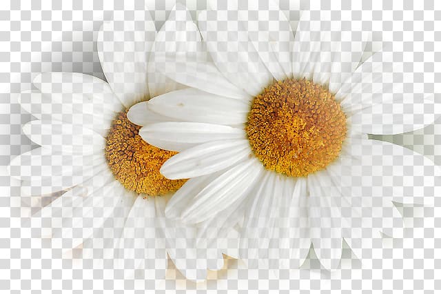 Chamomile Oxeye daisy Flower Blue, chamomile transparent background PNG clipart