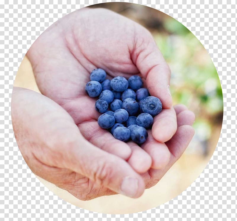 Bilberry Blueberry Superfood Organic food, blueberry transparent background PNG clipart