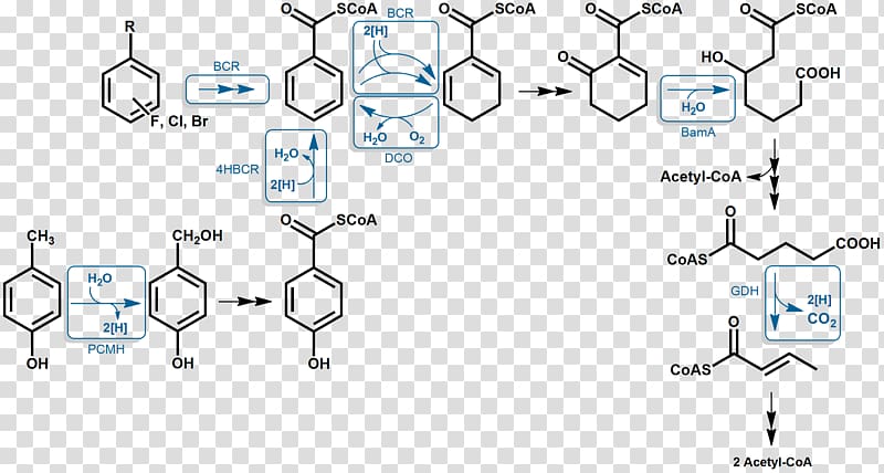 Aromatic hydrocarbon Aromaticity Anaerobic respiration Benzoyl group Anaerobic organism, pathway transparent background PNG clipart