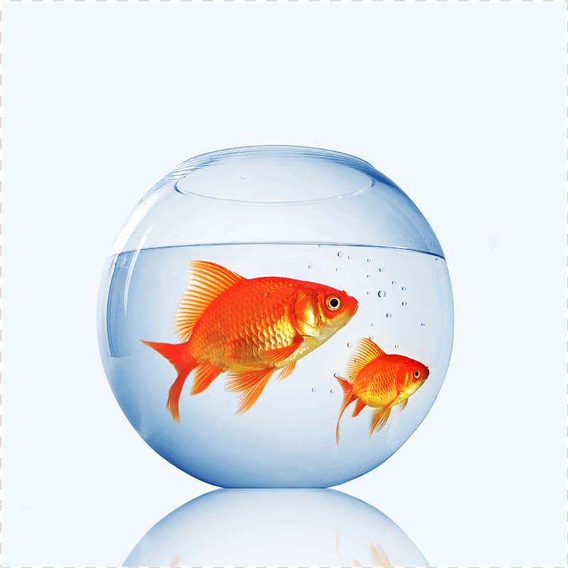 Goldfish Aquarium Fishkeeping Pet Shop, goldfish transparent background PNG clipart