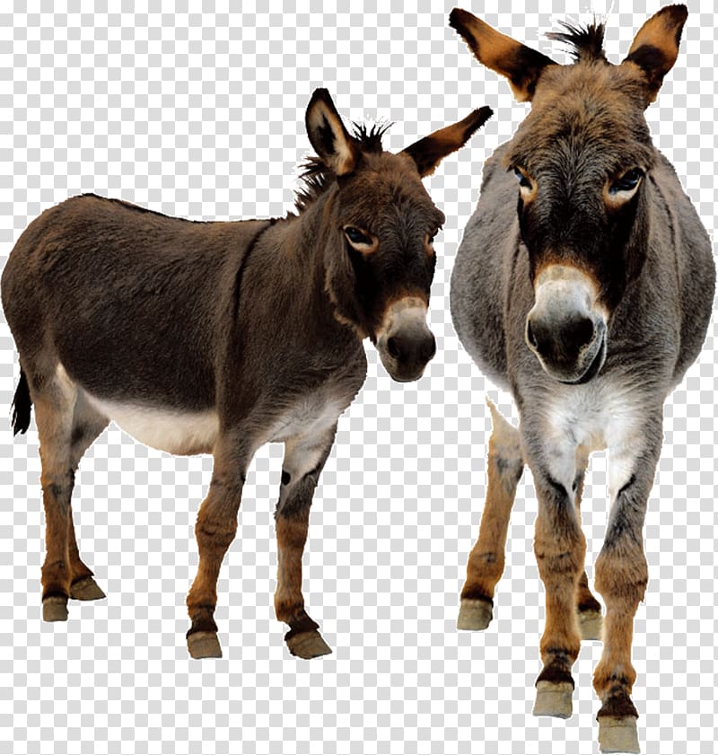 Donkey Animated film, Donkey transparent background PNG clipart