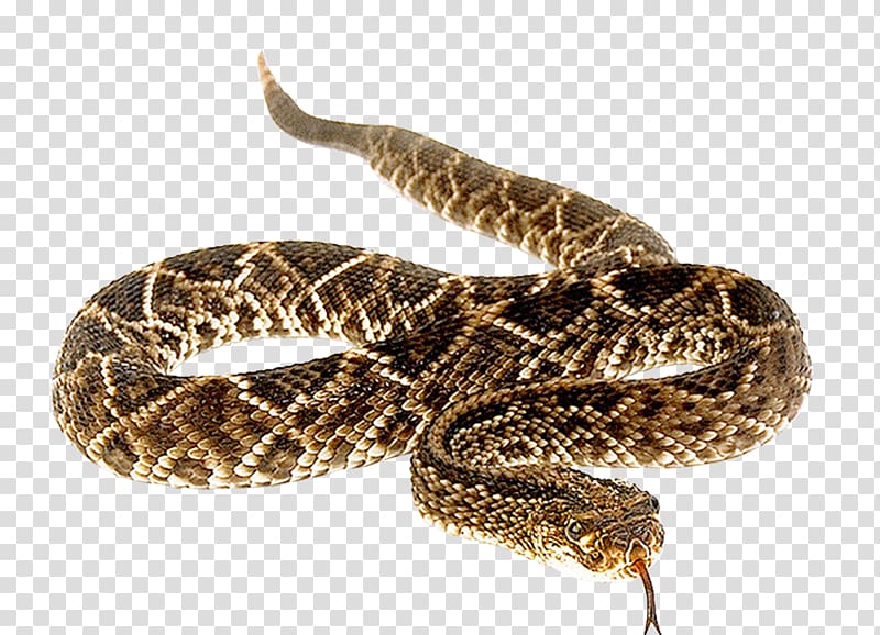 Snakebite Anaconda Vipers Venomous snake, snake transparent background PNG clipart