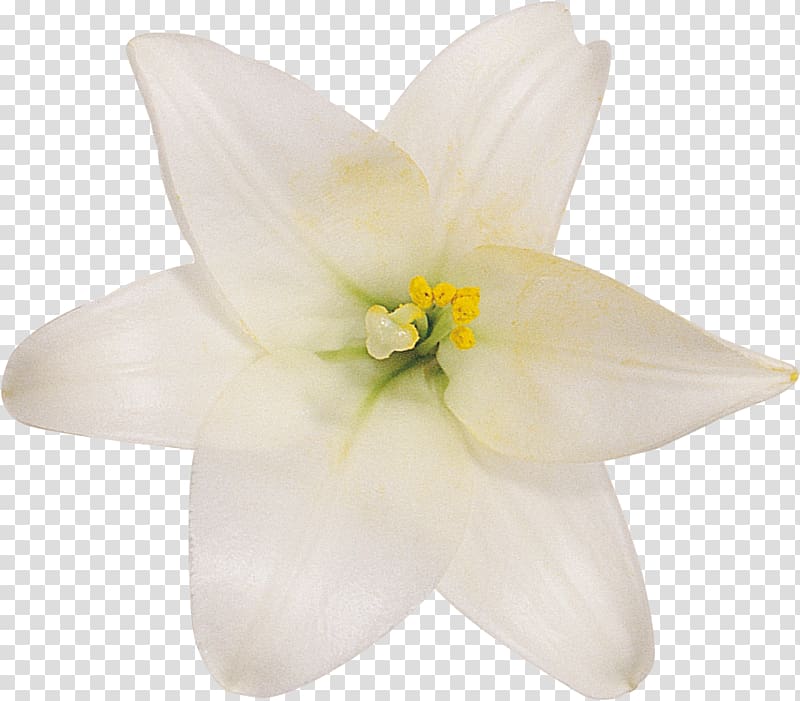 Cut flowers Petal Lily M, others transparent background PNG clipart