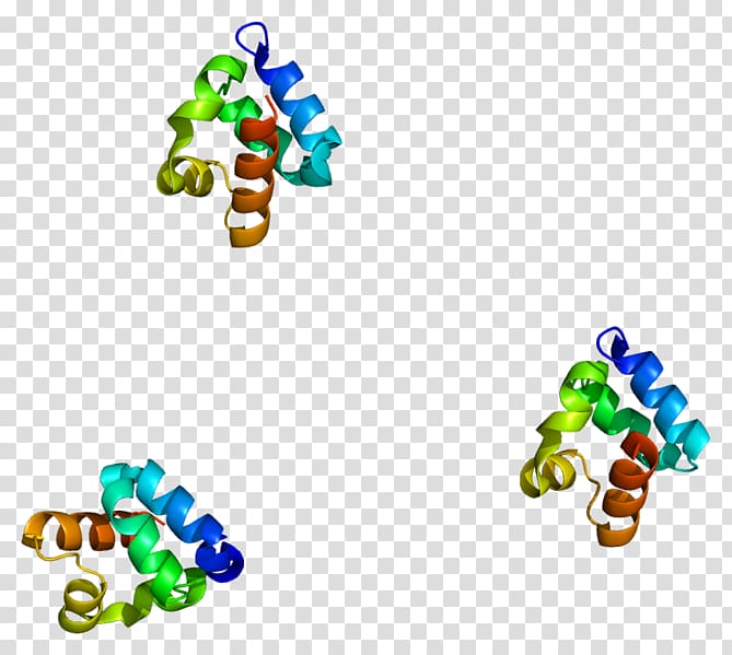 SHANK3 Protein Ankyrin repeat Gene SH3 domain, Shanks transparent background PNG clipart