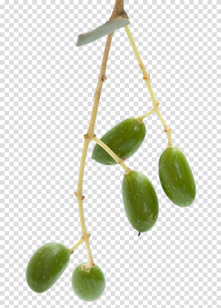 Olive Tree , Olive transparent background PNG clipart