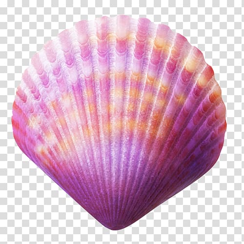 Seashell Purple , seashell transparent background PNG clipart