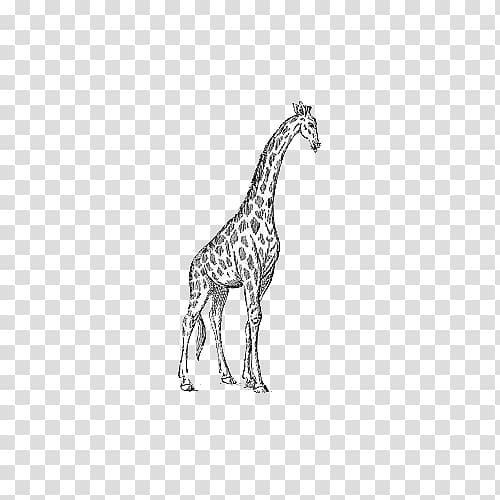 The White Giraffe Black and white Giraffe Manor , Hand painted giraffe transparent background PNG clipart
