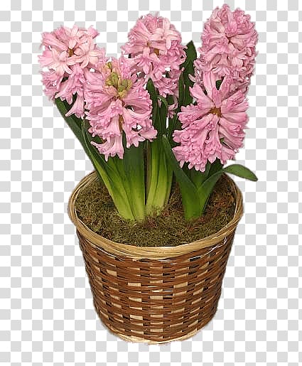 pink potted petaled flowers in brown wicker pot, Hyacinths In Basket transparent background PNG clipart