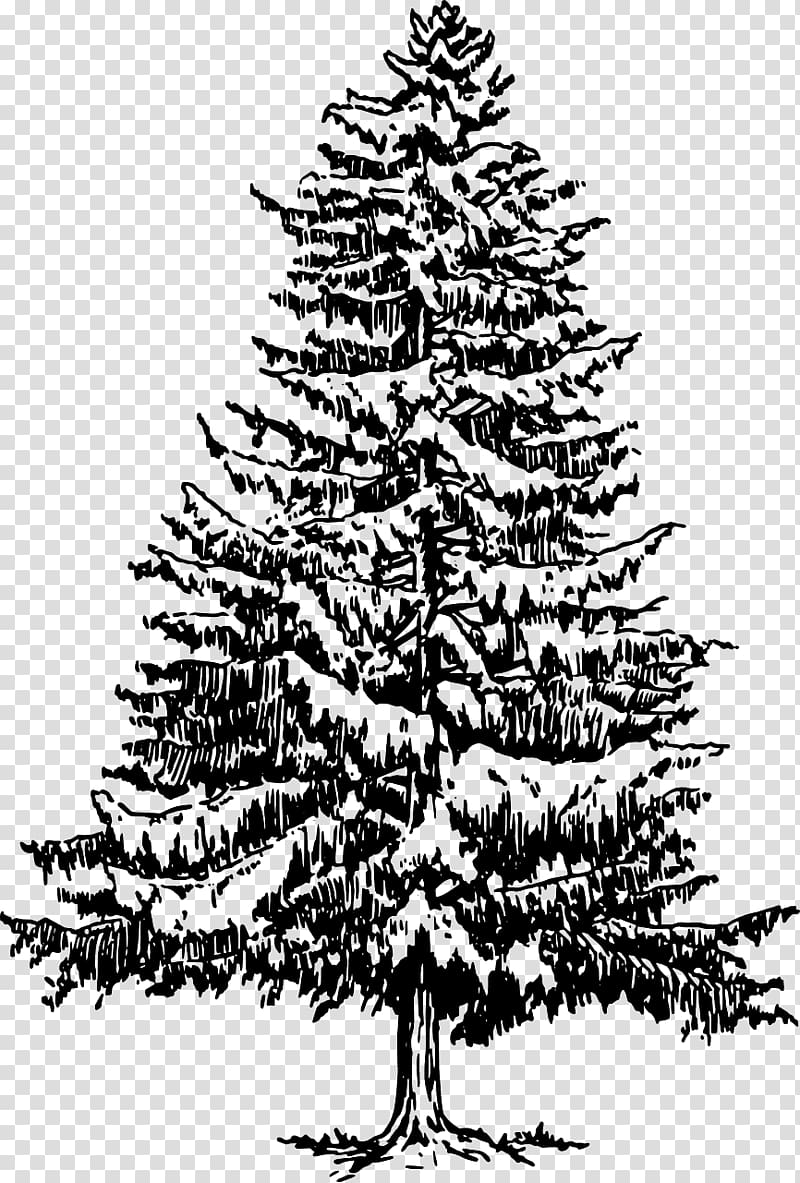 Eastern white pine Tree Drawing , pine tree transparent background PNG clipart