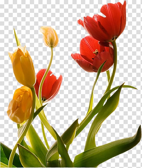 Tulip Flower Floraison Spring, tulip transparent background PNG clipart