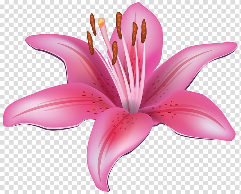 Easter lily Tiger lily Lilium candidum , Amaryllis Flower transparent background PNG clipart