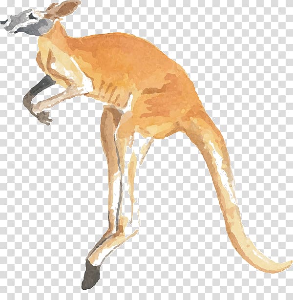 Kangaroo word Macropodidae Koala Jumping, kangaroo transparent background PNG clipart