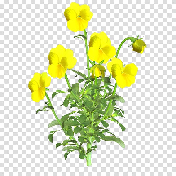 Cut flowers Plant stem, Planta transparent background PNG clipart