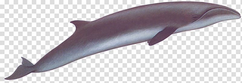 Porpoise Right whales Tucuxi Common bottlenose dolphin Cetacea, whale transparent background PNG clipart