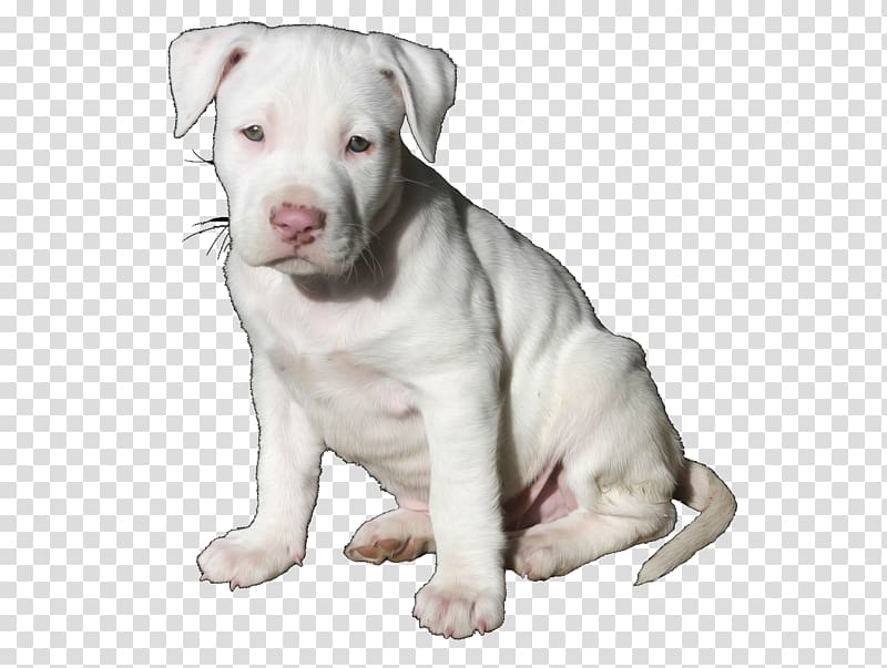 American Pit Bull Terrier American Bully Puppy Dog breed, pitbull transparent background PNG clipart