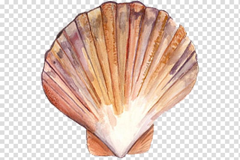 Clam Scallop Mussel Oyster Seashell, seashell transparent background PNG clipart