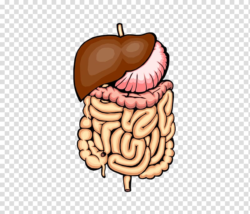 Gastrointestinal tract Small intestine Large intestine Stomach , others transparent background PNG clipart